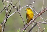 Yellow Warbler